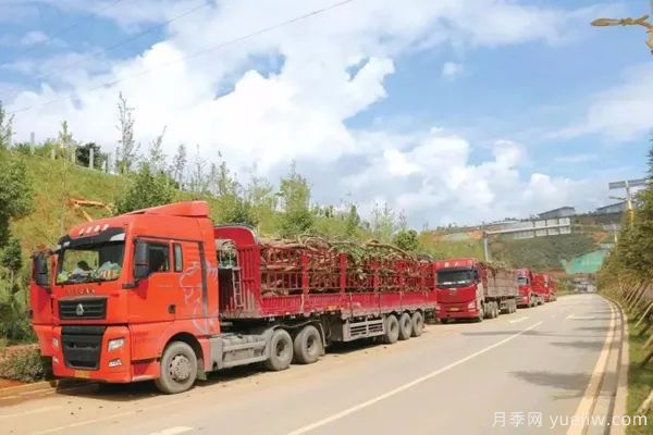 夏季苗木移栽與養護關(guān)鍵技巧(圖1)