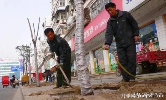 12月份園林養護如何做，才能給全年養護做個(gè)好結尾(圖1)