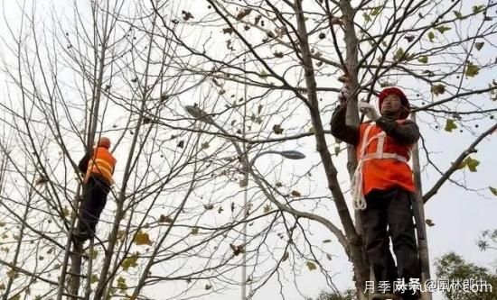 12月份園林養護如何做，才能給全年養護做個(gè)好結尾(圖2)