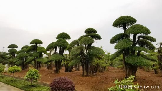 當前綠化市場(chǎng)上火熱的造型樹(shù)(圖2)