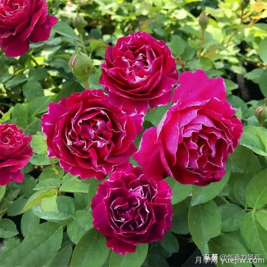 分享15個(gè)浪漫又美麗的月季品種，詩(shī)意醉人(圖8)