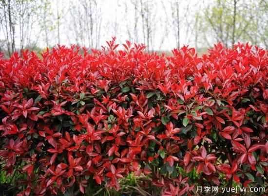 如何區分紅葉石楠品種？(圖1)