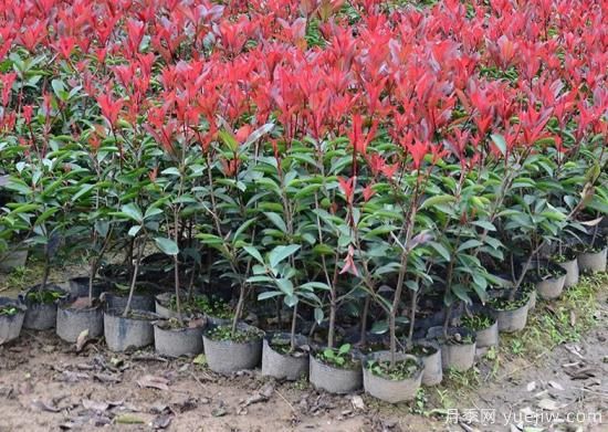 紅葉石楠葉子四季變化規律(圖1)