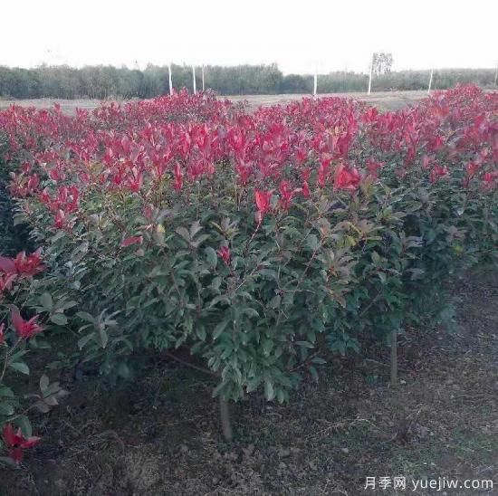紅葉石楠適應有機化肥嗎？(圖1)