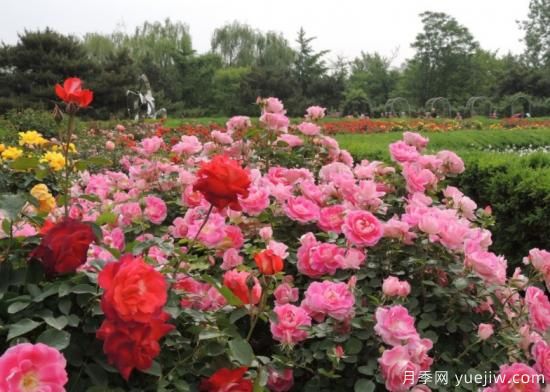 適合園藝新人的4款盆栽月季，花美花期長(cháng)(圖1)
