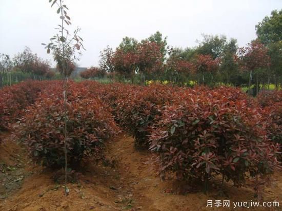 如何為紅葉石楠小苗除草？(圖1)