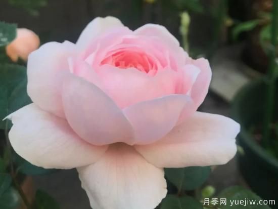 適合園藝新人的4款盆栽月季，花美花期長(cháng)(圖2)