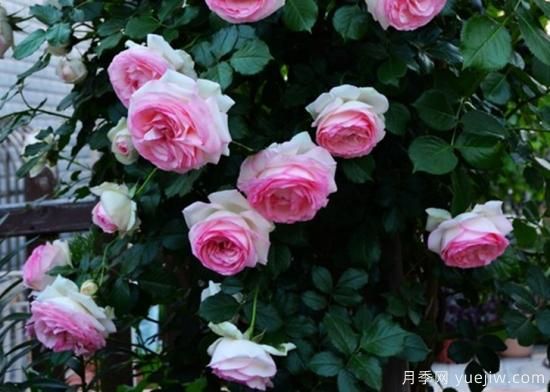 適合園藝新人的4款盆栽月季，花美花期長(cháng)(圖3)