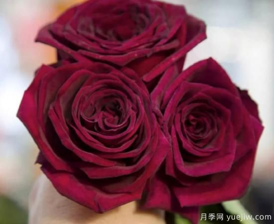 適合園藝新人的4款盆栽月季，花美花期長(cháng)(圖4)