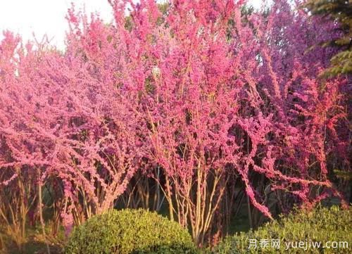 這8種觀(guān)花類(lèi)喬木是園林工程的首選樹(shù)種(圖1)