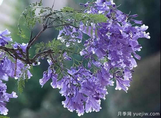 這8種觀(guān)花類(lèi)喬木是園林工程的首選樹(shù)種(圖3)