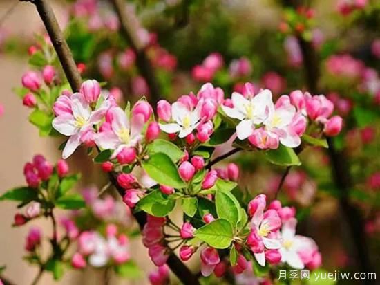 這8種觀(guān)花類(lèi)喬木是園林工程的首選樹(shù)種(圖4)