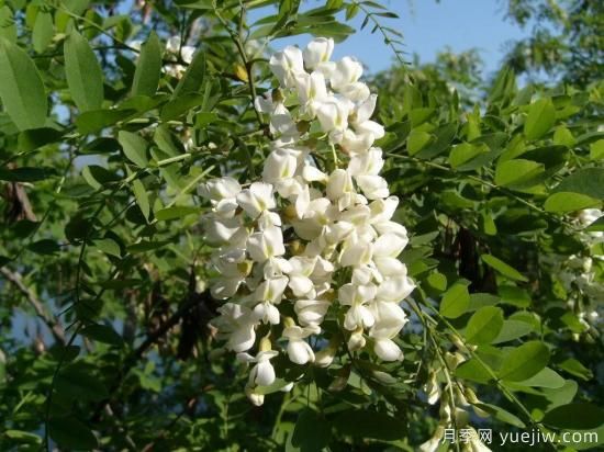 這8種觀(guān)花類(lèi)喬木是園林工程的首選樹(shù)種(圖5)
