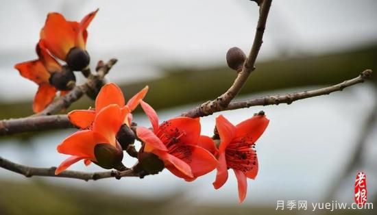 這8種觀(guān)花類(lèi)喬木是園林工程的首選樹(shù)種(圖6)