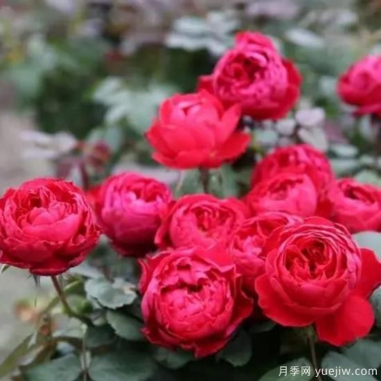 分享香味濃郁的10個(gè)月季花品種，皮實(shí)好養顏值高(圖4)