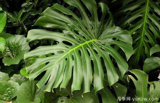 十大吸甲醛植物，你家養過(guò)哪幾種？(圖1)
