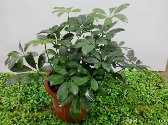 十大吸甲醛植物，你家養過(guò)哪幾種？(圖2)