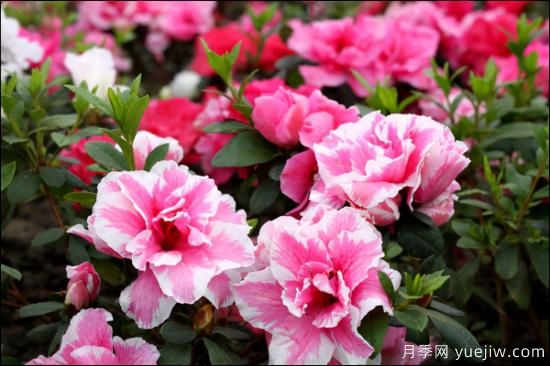 十大吸甲醛植物，你家養過(guò)哪幾種？(圖3)
