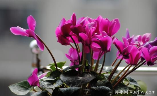 十大吸甲醛植物，你家養過(guò)哪幾種？(圖4)