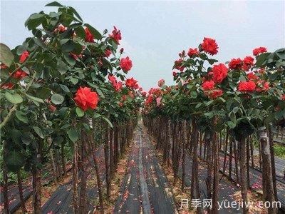 月季樹(shù)爛根，怎么治？(圖1)