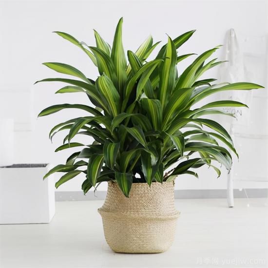 十大吸甲醛植物，你家養過(guò)哪幾種？(圖9)