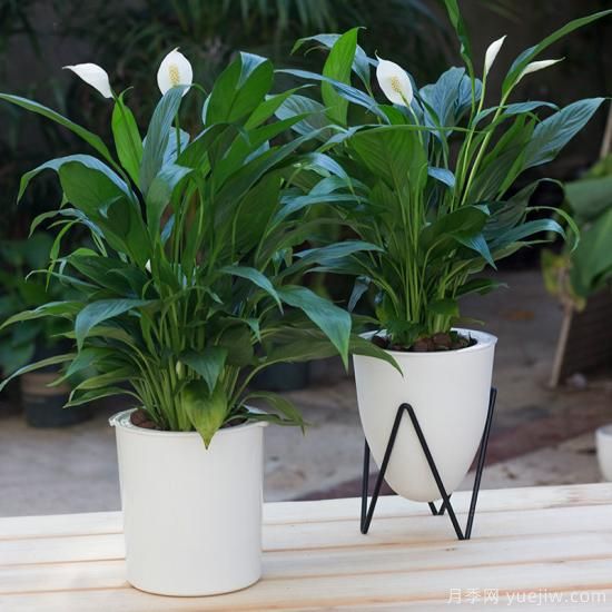 十大吸甲醛植物，你家養過(guò)哪幾種？(圖10)