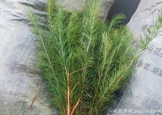 暴雨過(guò)后對雪松的保護措施有哪些？(圖1)