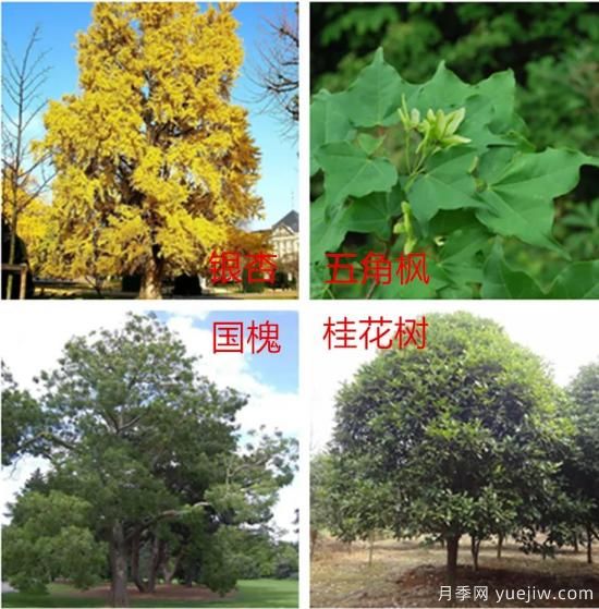 園林綠化中，樹(shù)木規劃遵守五大原則保持常綠常新(圖1)