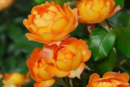 推薦8個(gè)勤花月季品種，輕松爆盆，***值得擁有(圖2)