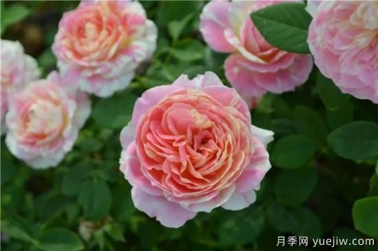 推薦8個(gè)勤花月季品種，輕松爆盆，***值得擁有(圖3)