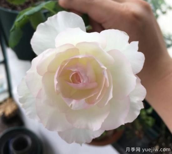 推薦8個(gè)勤花月季品種，輕松爆盆，***值得擁有(圖4)