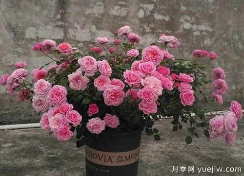 推薦6種濃香型月季，讓你愛(ài)不釋手(圖3)