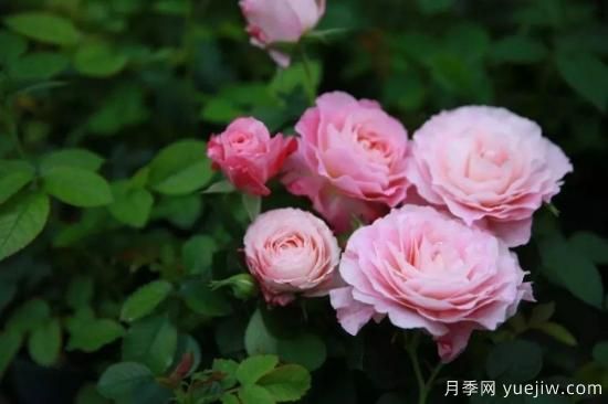 推薦8個(gè)勤花月季品種，輕松爆盆，***值得擁有(圖7)