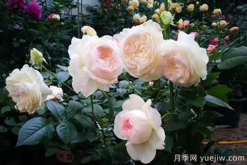 推薦6種濃香型月季，讓你愛(ài)不釋手(圖5)