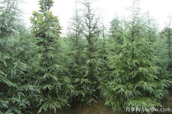 雪松價(jià)錢(qián)為什么會(huì )有差別？(圖1)
