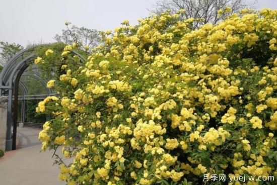 黃木香號稱(chēng)開(kāi)花勞模，耐寒耐熱養護簡(jiǎn)單(圖2)