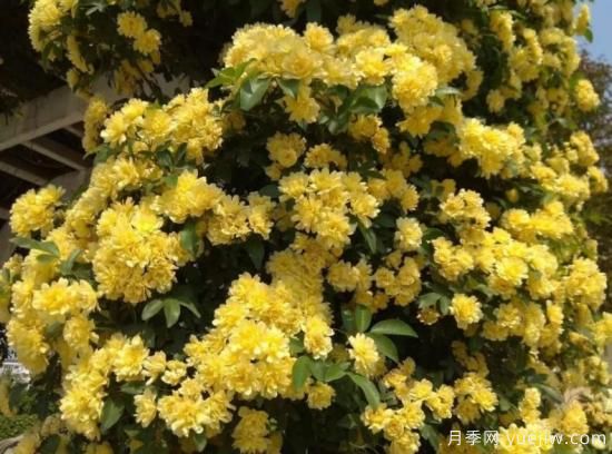 黃木香號稱(chēng)開(kāi)花勞模，耐寒耐熱養護簡(jiǎn)單(圖3)
