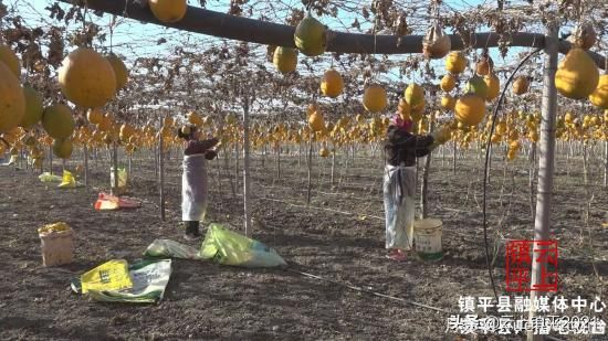 南陽(yáng)鎮平：馬莊深耕特色農業(yè) 賦能鄉村振興(圖2)