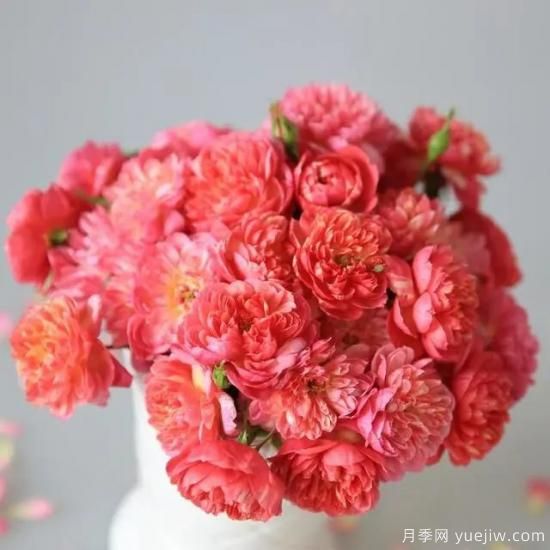 月季花友們，這些經(jīng)典月季品種你值得擁有(圖3)