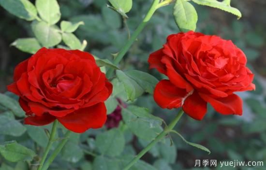 月季盲枝原因，月季盲枝解決方法(圖1)