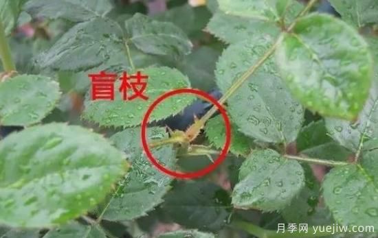 月季盲枝原因，月季盲枝解決方法(圖2)