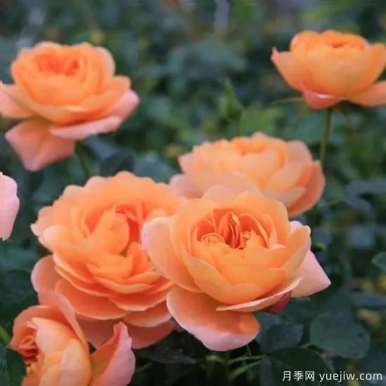 月季花友們，這些經(jīng)典月季品種你值得擁有(圖5)