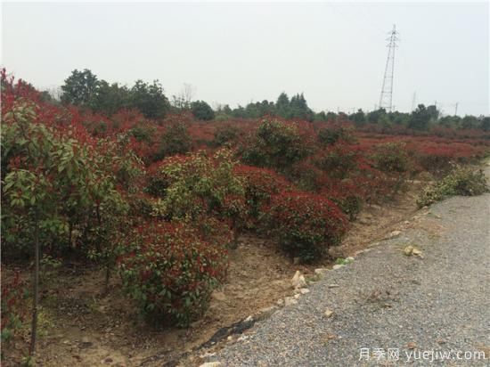 錯誤的觀(guān)念會(huì )使紅葉石楠生長(cháng)危險(圖1)