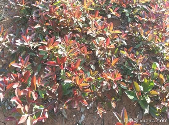 紅葉石楠小苗和紅葉石楠樹(shù)如何選擇？(圖1)