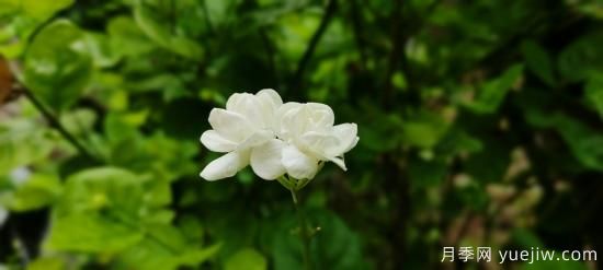 中國本土40個(gè)花卉品種介紹，我國是世界花園之母(圖28)