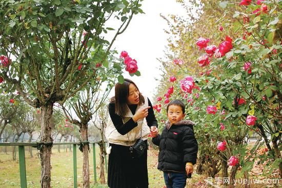 美麗的南陽(yáng)十一月，月季繽紛季季春(圖3)