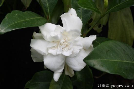 中國本土40個(gè)花卉品種介紹，我國是世界花園之母(圖29)