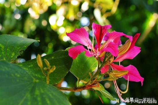 廣州常見(jiàn)花木，花城看花都看什么花(圖7)