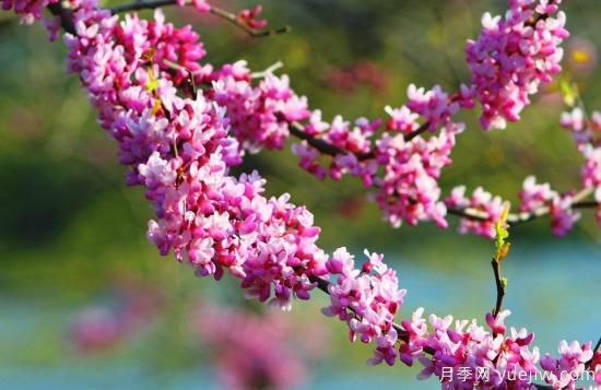 中國本土40個(gè)花卉品種介紹，我國是世界花園之母(圖39)