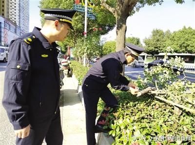 南陽(yáng)中州路綠化帶樹(shù)狀月季遭腰斬 是誰(shuí)辣手摧花？(圖1)